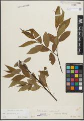 Foto von Salix pentandra L.